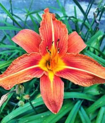 Lilien ohne Blütenstaub: verschenken ohne Schaden anzurichten