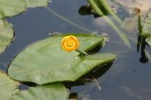 Radieschenblätter - Radieschenblättersuppe "Seerose"