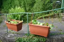 Salat und Gemüse schneckensicher anbauen