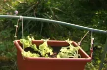 Salat und Gemüse schneckensicher anbauen