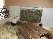 Praktische Heuraufe aus einem Regalkorb