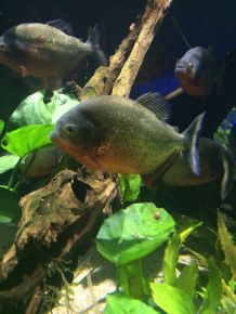 Futter für Fische - grüne Gurke