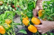 Reichhaltigere Ernte bei Paprikapflanzen