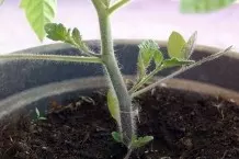 Tomatenpflanzen: Tomatentriebe ausgeizen - neue Pflanzen gewinnen