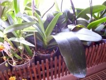 Orchideentöpfe auf Seramis oder Blähton stellen