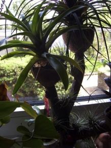 Kleine Bromelien und Tillandsien auf einem Ast anbringen