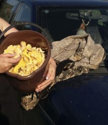 Pilze im Sommer auf der Hutablage im Auto trocknen