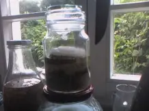 Duftblüten-Sirup herstellen