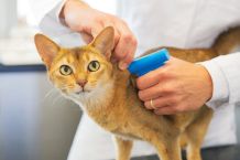 Microchip für Haustiere vor dem Urlaub
