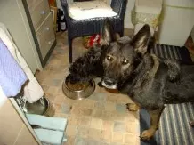 Würstchenwasser - ein besonderes Hundeleckerchen