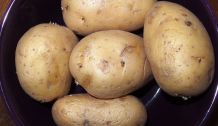 Kartoffeln - Probekartoffeln kaufen vor Kaufentscheidung