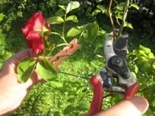 Rosen schneiden ohne gestochen zu werden