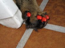 Katze kratzt sich Wunde immer wieder auf