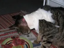 Katze kratzt sich Wunde immer wieder auf