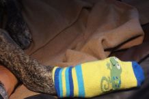Hunde rutschsicher auf Treppen gehen lassen