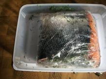 Graved Lachs platzsparend im Kühlschrank herstellen