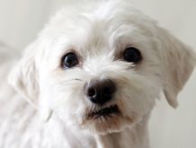 Gegen Hundepinkelei im Haus