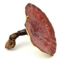 Fit in den Herbst - Die positiven Wirkstoffe von Vitalpilzen