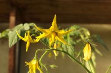 Staub von Tomatenblüte in Kleidung entfernen