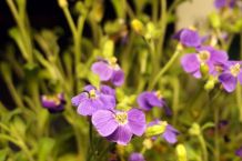 Traubenzucker als Blumendünger