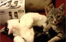 Futtertipp für Katzen