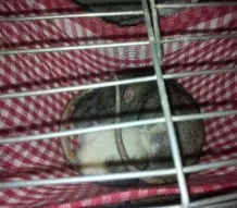 Hängematten für Ratten