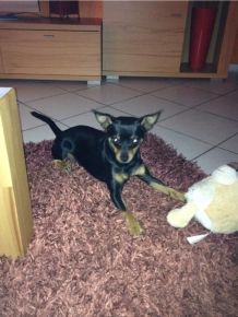 Hunde im Dunkeln sichtbar - Verkehrssichere Hunde