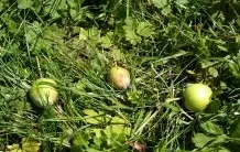 Falläpfel im Garten für Insekten und andere Tiere