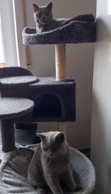 Kratzhilfe für Katzen