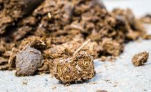 Düngen von Pflanzen mit Pferdeäpfeln