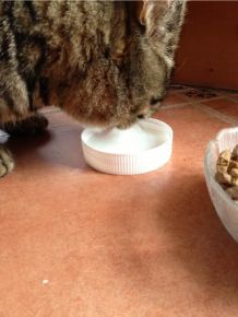 Katzenfutter-Ersatz-Schüssel