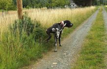 Pinkelschutz gegen das Beinchen-Heben (bei Hunden!)