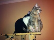 Katzen beschäftigen und bespielen