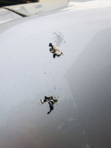 Vogelkot auf Autolack