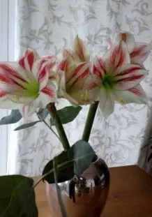 Wunderschöne Amaryllis in der Vase