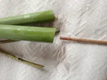 Wunderschöne Amaryllis in der Vase