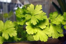 Gegen Mitesser mit dem Saft der Petersilie