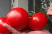 Tomatenkauf - Geschmack / Aroma "testen"