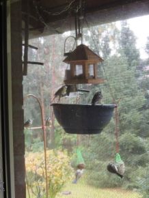 Vogeldreck am Futterplatz auffangen
