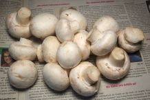 Champignons im Kühlschrank länger frisch halten