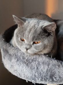 Der Katze endlich erfolgreich Tabletten geben