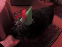 Leberwurst-Chips für den Hund - nicht nur für Silvester