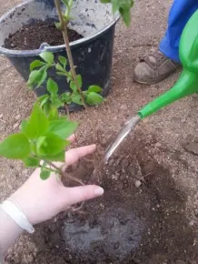 Trocknerwasser zum Blumengießen