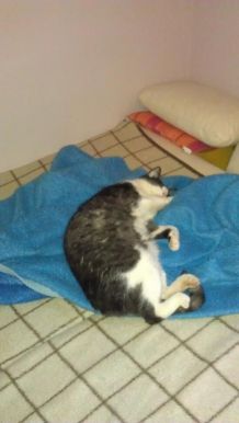 Ältere Katze friert - Katze Freude bereiten