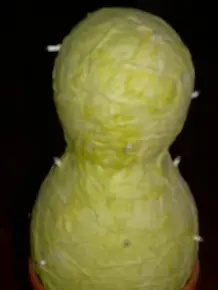 Leuchtkaktus basteln