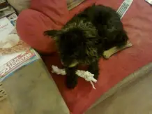 Spielseile für Hunde selbermachen