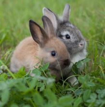Kaninchen Haltung Grundlagen