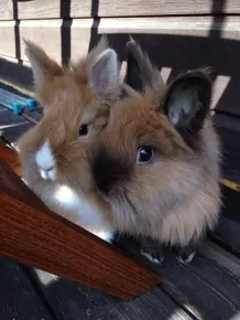 Kaninchen-Haltung Grundlagen