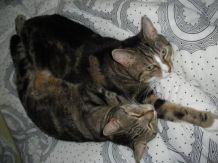 Katze / Kater weggelaufen - Mit Aufnahmegerät locken