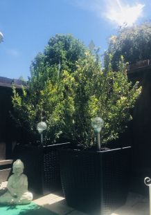 Kübel-, Balkon und Zimmerpflanzenerde aufpeppen